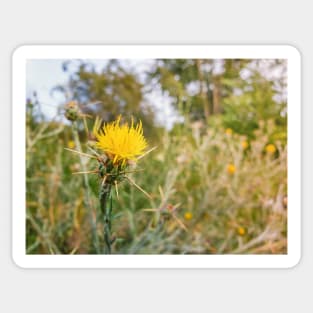 yellow starthistle Sticker